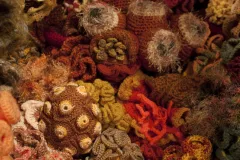 Detail of The Smithsonian Community Crochet Reef
