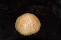 A tan sea urchin from the deep seas of Curacao. 