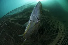 A Yellow spotted trevally struggles to free itself from a fisherman's discarded net. Discarded nets continue to fish long after they have been lost, devastating the local fish populations and choking the life out of the reef on which it becomes entangled