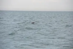 A vaquita pops its head out of the water. 