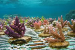 Purple, pink and green corals growing underwater on a metal fence-like substrate. 