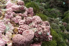 Many species of pink coralline algae, which cements coral reefs together, cover a reef surface in the Southern Line Islands. 