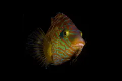 The corkwing wrasse is able to change color for many reasons. 