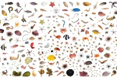 A collage of the wildlife found in one cubic foot on the reef near Moorea, French Polynesia.