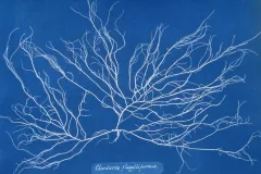a blue negative of algae