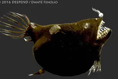 A&nbsp;female adult anglerfish from the Linophryne family collected in the northern region of the Gulf of Mexico. © 2016 DEEPEND/ Dante Fenolio
