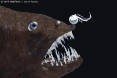 A close up profile of an adult anglerfish female from the Linophryne family collected in the northern region of the Gulf of Mexico. © 2016 DEEPEND/ Dante Fenolio

