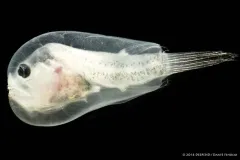 A female anglerfish&nbsp;larva from&nbsp;the Linophrynidae family collected in the northern region of the Gulf of Mexico. © 2016 DEEPEND/ Dante Fenolio&nbsp;
