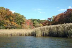 A landscape photo of a shoreline with tall grass-like plants lining the water's edge. 