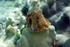 Photograph of a bristly brown and white worm, with one end pressed against a pale green coral.