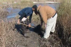 Students from the Dauphin Island Sea Lab delegation plant smooth cord grass in Mobile Bay, Alabama. Their project is addressing the impacts of rising sea levels on critical coastal habitats through both marsh restoration in the Mobile Bay area and educatio