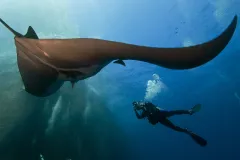 Giant Pacific Manta Ray, Roca Partida Sea Mount, Revillagigedos Islands, Mexico