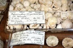 Smithsonian zoologist Dr. Steve Cairns named and described this deep-sea coral species, Stephanocyathus paliferus, now preserved at the National Museum of Natural History.
