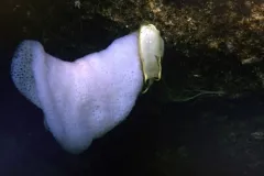 a purple sponge and an egg casing