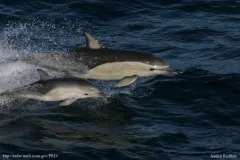A common dolphin with calf jump through the ocean. 