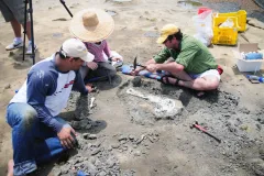 Smithsonian Scientists Dig a Trench Around a squalodontid Skull