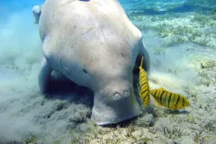 dugong feeds on seagrass in the Red Sea