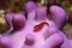 The Eastern cleaner clingfish cleans parasites off of larger fish.