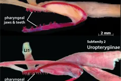 An anatomical image of two dissected moray eels showing the difference between jaws in subfamilies.