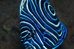 The rich colors of emperor angelfish make them a vibrant version of royalty. 