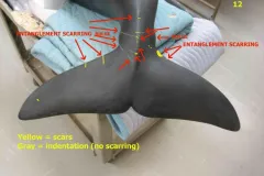 An early scale model of North Atlantic right whale Phoenix indicates the location of scars on her tail from entanglements with fishing gear.