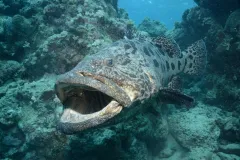 A potato cod swims through a no-fishing zone in the Great Barrier Reef. 