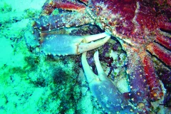 A king crab sits on the bottom of the seafloor. 