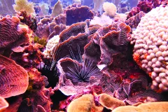 A purple long-spined sea urchin sits amongst coral. 