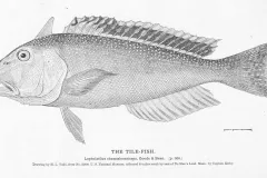 An image of a tilefish