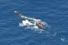 A team works to free a one-year-old right whale from fishing ropes wrapped and knotted around its body and flippers.