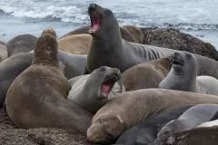 a group of female elephant seals on the beach