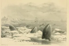 This 1874 illustration of California gray whales (Eschrichtius robustus) shows a group of individuals at the edge of their modern day range in the North Pacific Ocean, blocked from traveling further east into Arctic waters by thick ice barriers.