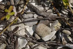Pumice is the air-filled rock ejected by volcanoes during eruptions. The naturally-occurring pumice originated elsewhere, but can be found scattered on the beaches and mangroves of Belize. Here it is perched upon some mangrove prop roots. 
