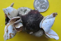 Encrusted pumice