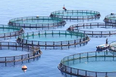 Image of circular nets in water where fish are grown.