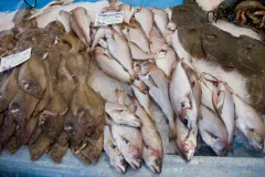 When it comes to many of our once-favorite seafoods, there aren't always plenty more fish in the sea. In fact, some studies estimate that up to 90 percent of large predatory fish have disappeared since humans began heavy fishing. 