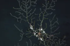 A brittled star clings to damaged deep-sea corals in the Gulf of Mexico