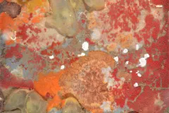 A plate from an Autonomous Reef Monitoring Structure (ARMS) placed in waters off of Florida. 

