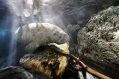 A Florida manatee swims through a channel into a freshwater spring late in the day.