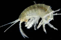 Image of a translucent crustacean on a black background.