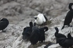 A Northern Gannet (Morus bassanus), a species with a normal range in the North Atlantic, interacting with the native Brandt’s cormorants (Phalacrocorax penicillatus) sighted on the Farallon Islands, located off the coast of San Francisco, California in t