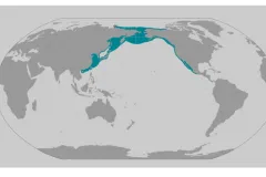 A map that shows the current gray whale range with blue shading.