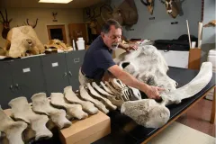 A man reaches for a piece of a gray whale specimen on a table.