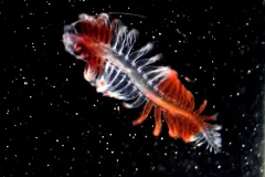 A red and white colored bristle worm swims in the water column.