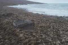 a small hut on the shore is surrounded by thousands of walruses