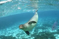 Hawaiian monk seals are among the wildlife found within the Papahānaumokuākea World Heritage Site.