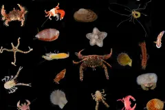 Organisms found in high pH ARMS