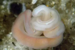 A ribbon worm curled up in a mud flat. 