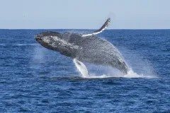 a humpback jumps in an arc over the water