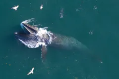 A humpback whale feeds off the coast